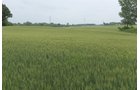 Lake County, Indiana farmland - LAND AUCTION - 147+/- ACRES OFFERED IN 3 TRACTS IN LAKE COUNTY, INDIANA